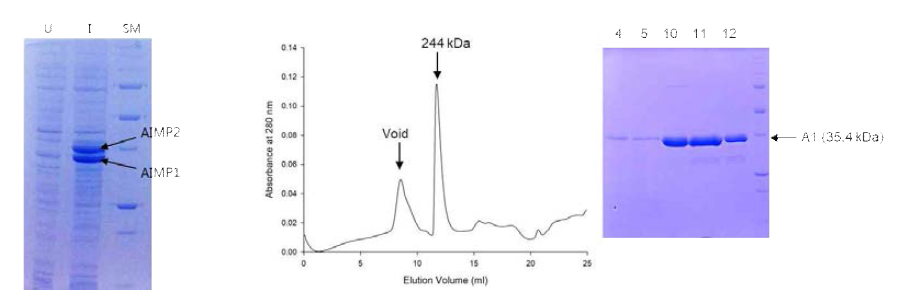 AIMP1과 AIMP2의 발현