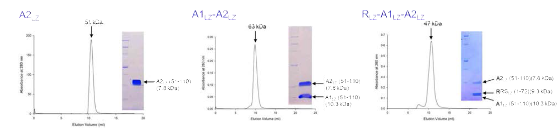 Leucine zipper에 의한 결합 1. RRS leucine zipper의 결합으로 AIMP1-AIMP2 complex 크기가 감소한다