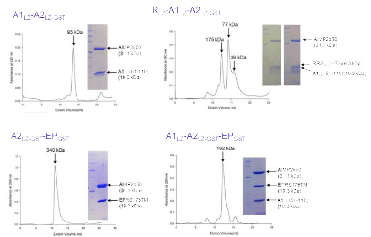 Leucine zipper에 의한 결합 2. RRS leucine zipper의 결합으로 AIMP1-AIMP2 complex 크기가 감소한다