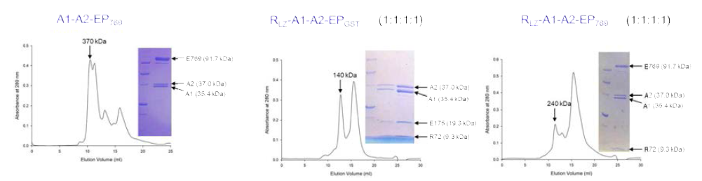 Leucine zipper에 의한 결합 4. Leucine zipper complex는 duplication 되지 않는다