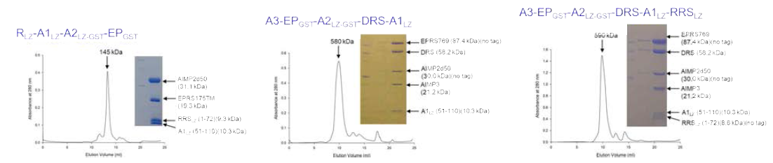 Leucine zipper에 의한 결합 3. DRS 결합에 따른 AIMP2 complex의 크기 변화