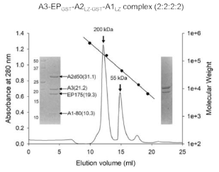 AIMP1-AIMP2 complex의 Duplication