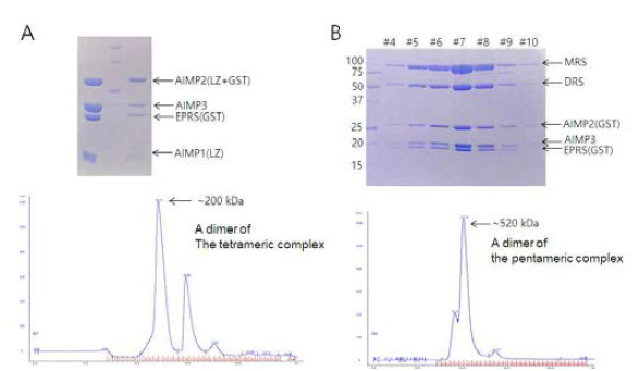 AIMP2에 의한 dimerization. AIMP2는 LZ를 통하여 homodimer를 형성하고 AIMP1과도 LZ를 통해 heterodimer를 형성하지만 두 가지 결합이 동시에 일어날 수 있어 heteramer를 형성한다. AIMP2는 DRS homodier를 통해 MSC subcomplex에서도 두 개의 단백질이 관여한다