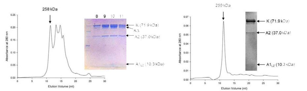 KRS dimer complex 1. KRS dimer의 AIMP2와의 결합, 그리고 AIMP2와 AIMP1의 결합으로 AIMP1-AIMP2-KRS complex 형성