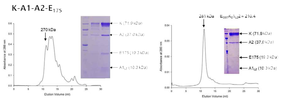 KRS dimer complex 2. KRS dimer의 AIMP2와의 결합, 그리고 AIMP2를 통한 AIMP1 과 ERPS의 결합