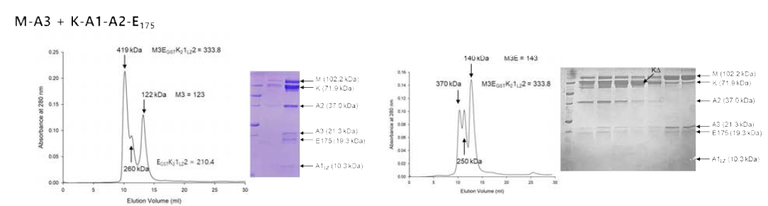 KRS dimer complex 3. MRS-AIMP3 부가로 인한 KRS complex의 크기 증가로 볼 때 전체 complex는 monomeric 크기이다