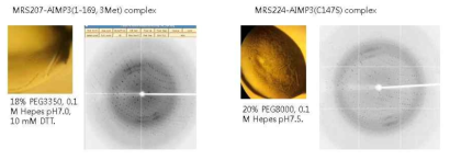 MRS-AIMP3 complex 결정체와 x-선 회절