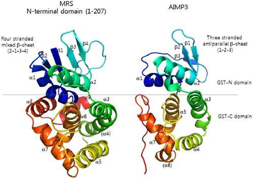 MRS N-terminal 도메인과 AIMP3의 구조 비교