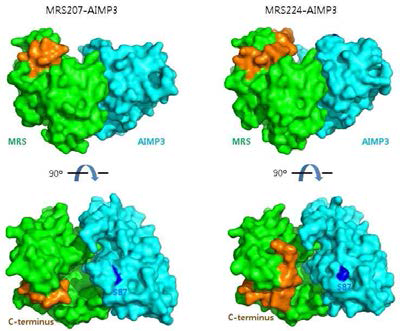 MRS224-AIMP3에서 MRS의 C-terminus 부분의 위치. 연장된 MRS의 C-말단 peptide (오렌지색)은 MRS (녹색) domain의 중간 (subdomain 사이)을 지나며 AIMP3 (cyan)과는 contact하지 않는다