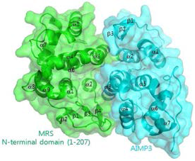MRS N-terminal 도메인과 AIMP3의 결합면