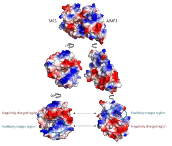 MRS N-terminal 도메인과 AIMP3의 결합면