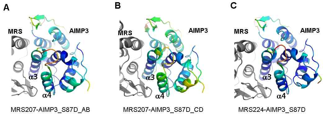 AIMP3의 monomerization. (A) AIMP3의 gel filtration elution pattern. (B) 환원제가 없는 SDS-PAGE 상에서의 AIMP3 dimer (C) AIMP3 C147S mutant의 gel filtration elution pattern