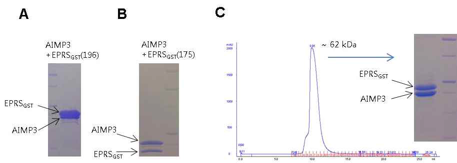 AIMP3와 EPRSGST의 interaction. EPRS 1-196 (A)과 1-175 (B)는 AIMP3와 함께 column에 붙어 정제된다. (C) Gel-filtration상에서 AIMP3와 EPRSGST는 함께 용출되어 나오며 그 크기는 두 단백질의 분자량을 합한 정도이다