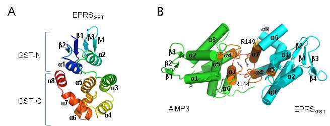AIMP3와 EPRSGST complex의 구조. (A) EPRS GST 도메인의 fold. Four stranded b-sheet를 갖는 GST-N과 6개의 helix로 구성된 GST-C를 갖는다. (B) AIMP3와 EPRS이 heterodimeric interaction. 두 단백질의 GST-C를 이용하며 arginine을 중심으로 하는 interface 2 (a4-a5 loop와 a7 helix)를 이용하여 결합한다