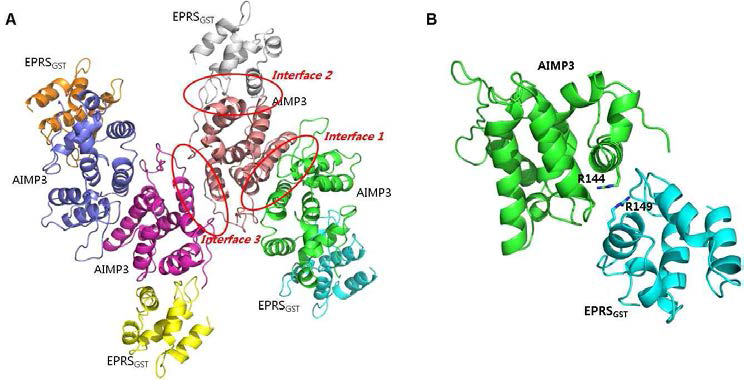 AIMP3와 EPRSGST complex의 구조. (A) Crystal의 한 asymmetric unit에서 존재하는 4쌍의 AIMP3-EPRS complex. 한 AIMP3는 interface 1, 2, 3을 이용하여 주위의 다른 세 분자와 접촉하고 있다. (B) AIMP3와 EPRS는 arginine을 중심으로 하는 interface 2를 이용하여 결합한다