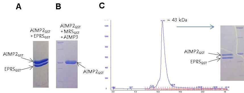 EPRSGST와 AIMP2GST의 interaction. (A) His-tag을 이용한 AIMP2GST의 pull down에서 EPRSST는 같이 정제된다. (B) His-tag을 이용한 AIMP2GST의 pull down에서 AIMP3와 MRSST는 같이 정제되지 않는다. (C) Gel-filtration상에서 AIMP2GST와 EPRSGST는 함께 용출되어 나오며 그 크기는 두 단백질의 분자량을 합한 정도이다