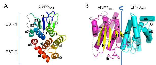 EPRSGST-AIMP2GST complex structure. (A) EPRSGST의 ribbon diagram. (B) EPRS (cyan)과 AIMP2 (megenta) interaction은 EPRS a3와 AIMP2 a4 helix과 평행인 축을 기준으로 pseuo-two-fold symmtery에 있다