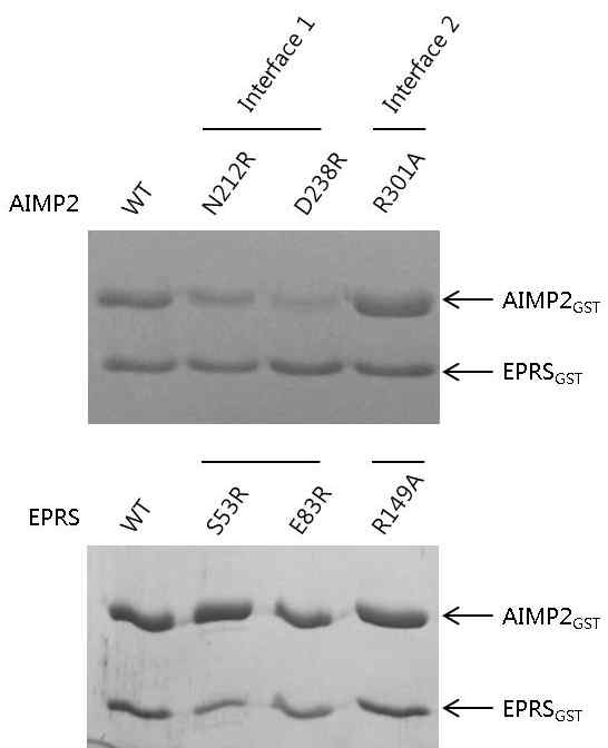 EPRSGST와 AIMP2GST의 binding interface. EPRSGST를 이용한 AIMP2GST wild type과 mutant의 pull down (위쪽)과 AIMP2GST를 이용한 EPRSGST wild type과 mutant의 pull down (아래쪽)