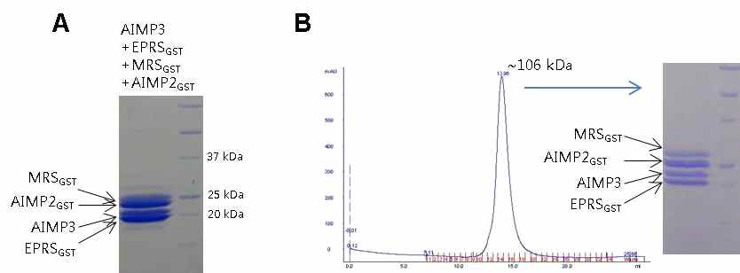 AIMP3와 EPRSGST binding affinity. Isothermal titration calorimetry로 측정한 AIMP와 EPRSGST의 결합 (A), AIMP3와 EPRSGST-AIMP2GST complex의 결합 (B), MRSGST-AIMP3 complex와 EPRSGST의 결합 (C), MRSGST-AIMP3 complex와 EPRSGST-AIMP2GST complex의 결합 (D)에서 결합비와 dissociation constant