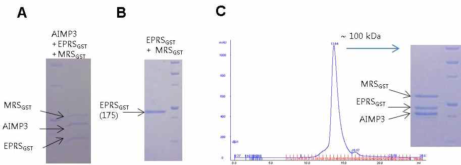 MRSGST-AIMP3-EPRSGST complex. (A) MRSGST와 AIMP3, EPRSGST는 함께 column에 붙어 정제된다. (B) His-tag을 이용한 EPRSGST의 pull down에서 MRSGST는 같이 정제되지 않는다. (C) Gel-filtration상에서 MRSGST와 AIMP3, EPRSGST는 함께 용출되어 나오며 그 크기는 세 단백질의 분자량을 합한 정도이다