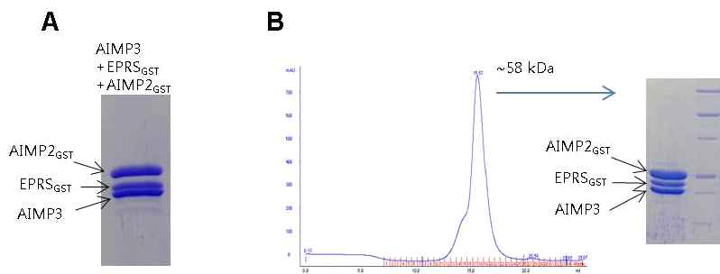 AIMP3-EPRSGST-AIMP2GST의 interaction. (A) AIMP3와 EPRSGST, AIMP2SGST는 함께 column에 붙어 정제된다. (B) Gel-filtration상에서 AIMP3와 EPRSGST, AIMP2SGST는 함께 용출되어 나오며 그 크기는 세 단백질의 분자량을 합한 정도이다