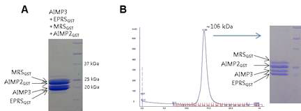 Interaction of GST domains in MSC. (A) MRSGST와 AIMP3, EPRSGST, AIMP2SGST는 함께 column에 붙어 정제된다. (B) Gel-filtration상에서 MRSGST와 AIMP3, EPRSGST, AIMP2SGST는 함께 용출되어 나오며 그 크기는 네 단백질의 분자량을 합한 정도이다