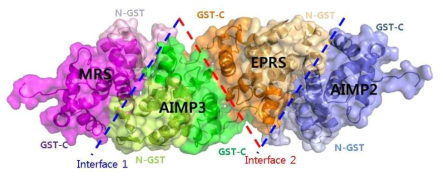 MRSGST-AIMP3-EPRSGST-AIMP2GST의 complex model. AIMP2의 결정구조에서 볼 수 있는 interface 1 (GST-N과 C을 포함)과 interface 2 (GST-C만 포함)를 이용하여 MRSGST (magenta)와 AIMP3 (green), EPRSGST (orange), AIMP2GST (blue)가 순서대로 결합한다. (GST-N은 옅은색, GST-C는 진한색으로 표시)