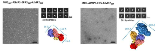 MRS-AIMP3-EPRS-AIMP2의 complex의 전자현미경 이미지. GST domain tetramer (왼쪽), MRS full-length와 ERS를 포함한 heterotetramer (오른쪽)