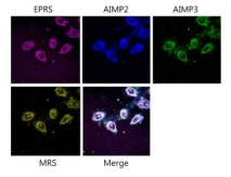 형광단백질 fusion MRSGST-AIMP3-EPRSGST-AIMP2GST complex