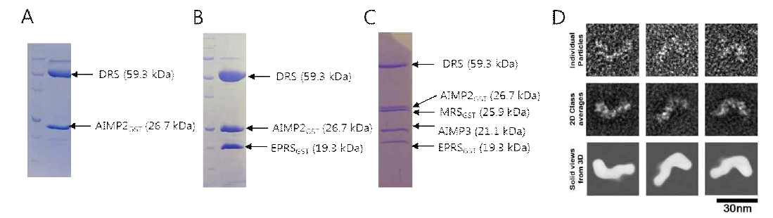 DRS와 GST 도메인 complex. (A) DRS-AIMP2GST, (B) DRS-AIMP2GST-EPRSGST, (C) DRS-AIMP2GST-EPRSGST-AIMP3-MRSGST, (D) DRS-AIMP2GST-EPRSGST-AIMP3-MRSGST의 EM　 이미지