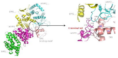 MRS-EPRS-AIMP2-AIMP3-DRS complex 구조. GST 도메인은 MRS (green)-AIMP3 (magenta)-EPRS (yellow)-AIMP2 (cyan)의 순서대로 결합되어 있었으며 DRS (brown)은 AIMP2 와 AIMP3 사이에 결합되어 있다