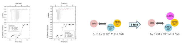 DRS와 MSC의 GST 도메인과의 결합력. DRS와 AIMP2-EPRS의 결합력을 ITC로 측정, DRS와 AIMP2-EPRS-AIMP3의 결합력을 ITC로 측정