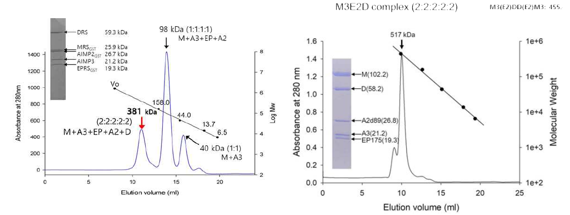 Dimeric MRS-EPRS-AIMP2-AIMP3-DRS complex 크기. MRS와 EPRS, AIMP2의 GST 도메인과 AIMP3, DRS complex의 gel filtration elution profile