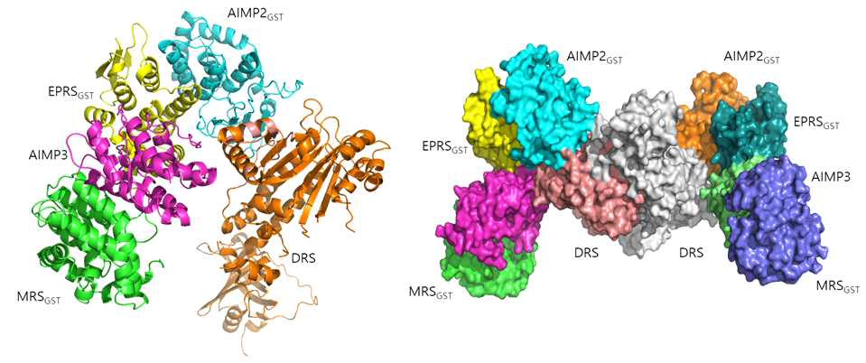 Dimeric MRS-EPRS-AIMP2-AIMP3-DRS complex 모델. full-length DRS의 superimposition (왼쪽), pentameric complex의 dimerization (오른쪽)