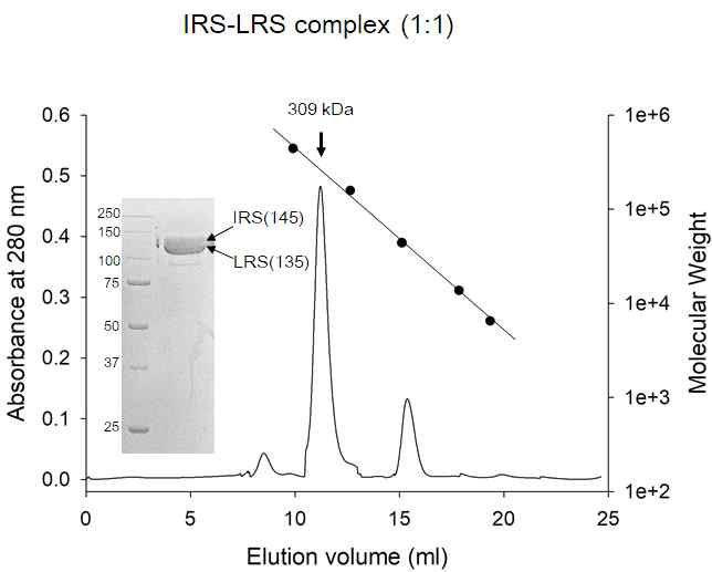 IRS와 LRS의 복합체. 대장균에서 IRS와 LRS의 유전자를 동시에 발현시켜 복합체를 획득하였다. Gel filtration chromatography 상에서 약 300 kDa 크기로 용출되며 SDS-PAGE 상에서 두 단백질이 1:1확인되었다