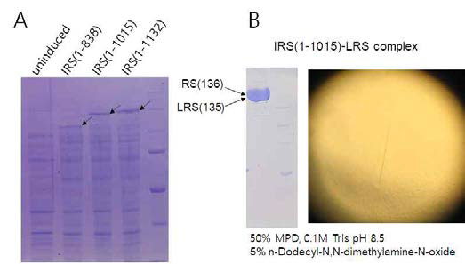IRS-LRS 결정체. C-terminal region을 자른 IRS mutant를 이용한 IRS-LRS 결정체. Wild type IRS에 비해 더 크게 자라는 결정체를 획득하였다