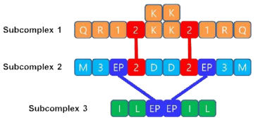 MSC의 세 subcomplex는 AIMP2에 의해 subcomple 1과 subcomplex 2가 연결되고 EPRS에 의한 subcomplex 2와 subcomplex 3가 연결된다. DRS와 EPRS의 dimerization과 KRS 의 tetramerization에 의해 세 subcomplex는 duplication 된다