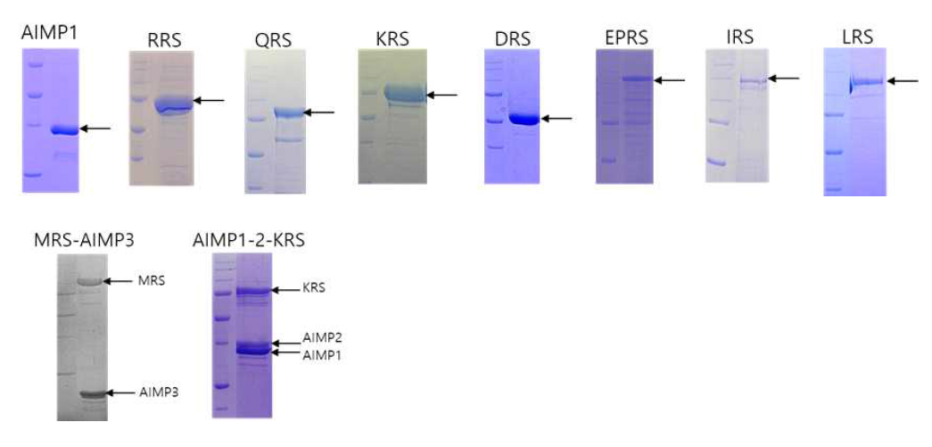 MSC 구성 단백질의 정제. AIMP1과 RRS, QRS, KRS, DRS, EPRS, IRS, LRS는 single 단백질로 정제 되었으며 AIMP2와 AIMP3는 각각 AIMP1-AIMP2-KRS와 MRS-AIMP3 complex 형태로 획득하였다