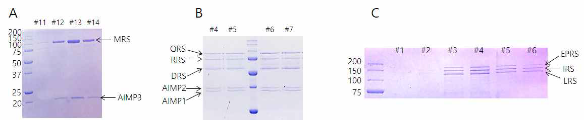 MSC subcomplex. MSC로의 assembly를 위한 안정적인 복합체를 형성하는 subcomplex는 MRS-AIMP3 (A)와 QRS-RRS-AIMP1-AIMP2-DRS (B), 그리고 EPRS-IRS-LRS (C) 이다