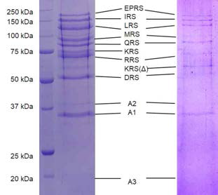 MSC reconstitution. MSC component의 assembly를 위해 MRS-AIMP3와 ERPS-IRS-LRS, QRS-RRS-AIMP1-AIMP2-KRS, 그리고 DRS를 섞고 size-exclusion chromatography를 통해 complex 획득. KRS degradation이 관측됨