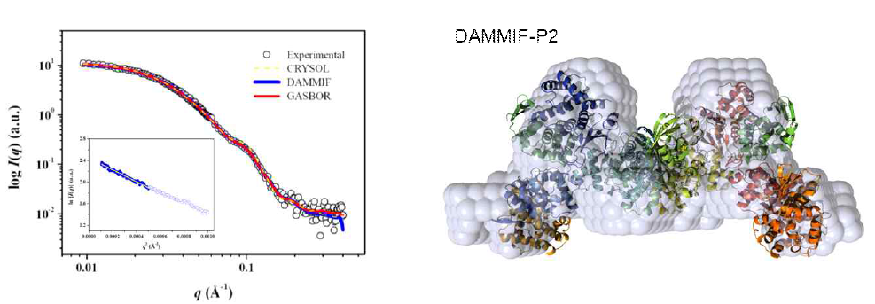 MSC subcomplex의 구조. DRS-AIMP2-EPRS-AIMP3-MRS complex에서 AIMP2의 leucinze zipper와 KRS의 위치 예측 (왼쪽), AIMP1, AIMP2, RRS의 leucine zipper의 배열에 따른 9개의 단백질이 모인 MSC의 subcomplex