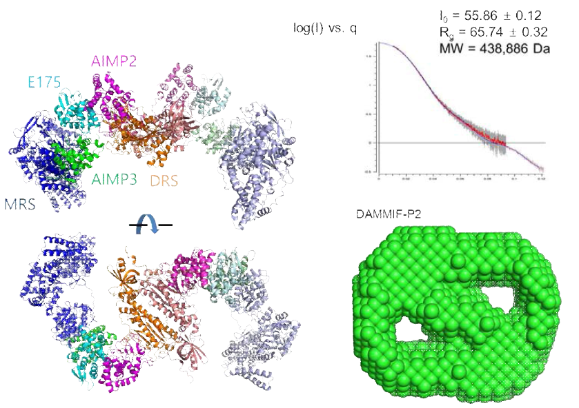 MSC subcomplex의 구조. DRS-AIMP2-EPRS-AIMP3-MRS complex에서 AIMP2 의 leucinze zipper와 KRS의 위치 예측 (왼쪽), AIMP1, AIMP2, RRS의 leucine zipper의 배열에 따른 9개의 단백질이 모인 MSC의 subcomplex