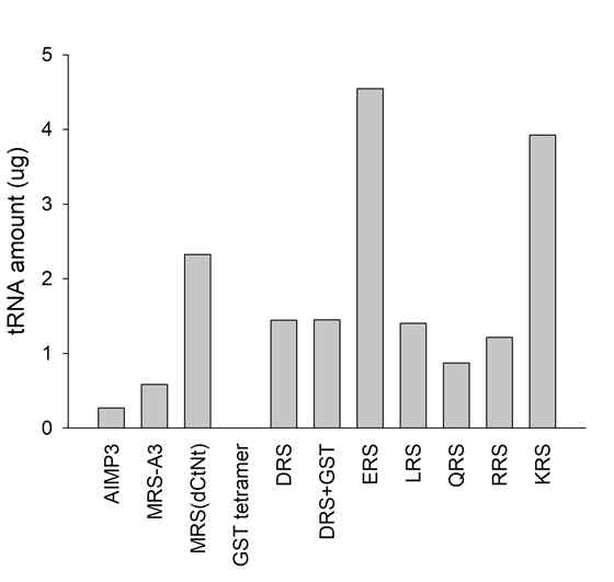 ARS의 tRNA 결합량 비교. MRS, DRS, KRS, RRS, QRS, LRS 그리고 AIMP, tetrameric GST로 tRNA pool down. AIMP3는 tetrameric GST와 동량을 사용 (몰 수는 약 4배)
