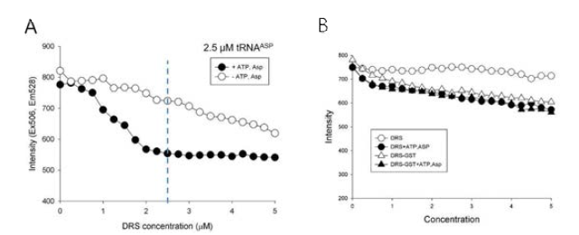 Queching effect에 의한 형광감소. (A) DRS의 acylation 반응에 따른 tRNA(Asp)의 형광감소. (B) Tetrameric GST 도메인의 결합에 따른 DRS의 quenching 효과의 변화