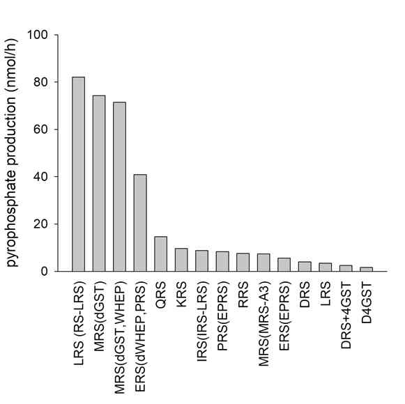 ARS에 의한 pyrophosphate production 비교. LRS와 IRS-LRS complex, MRS-AIMP3 complex와 GST 도메인을 자른 MS, EPRS의 ERS, PRS의 활성, QRS, RRS, KRS, DRS의 활성과 tetrameric GST 도메인이 결합된 DRS의 활성