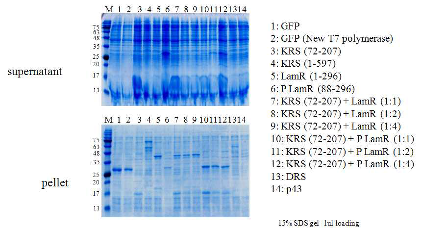 ARS complex partner cell free expression