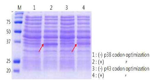 p43과 p38의 codon optimization