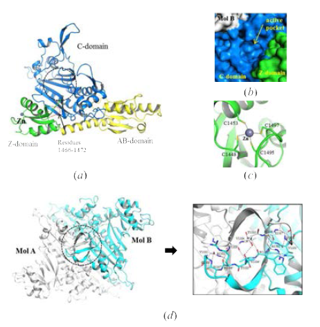 Overall Structure와 Dimer Interface