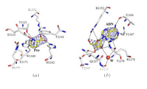 Complex structures (Proline & ATP)