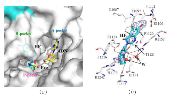 Complex structures (Halofuginone)